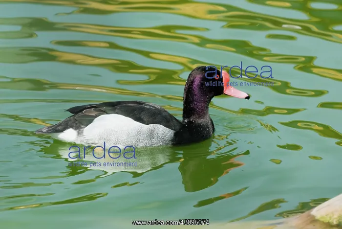 : Rosy-billed Pochard male : Rosy-billed Pochard male