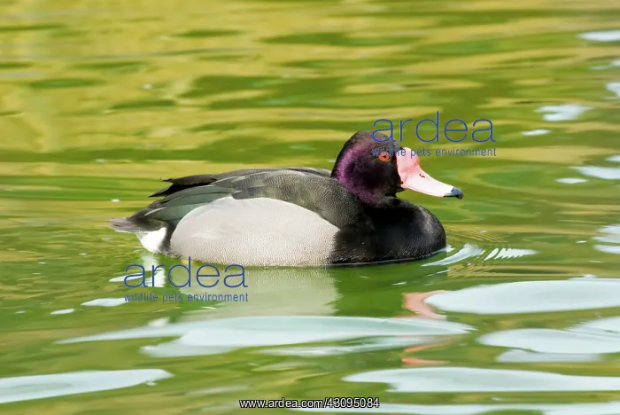 : Rosy-billed Pochard male : Rosy-billed Pochard male