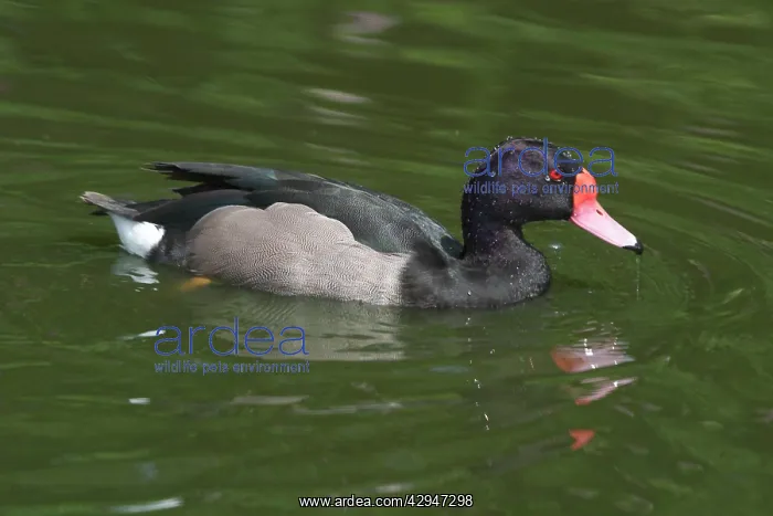 : Rosy-billed Pochard - in water : Rosy-billed Pochard - in water