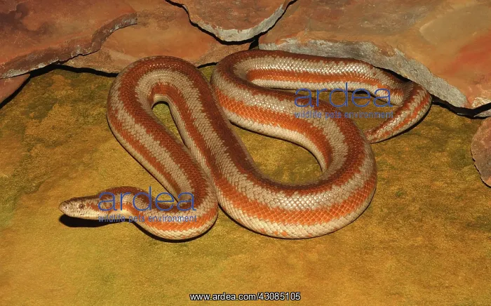 : Rosy Boa (Charina trivirgata) : Rosy Boa (Charina trivirgata)