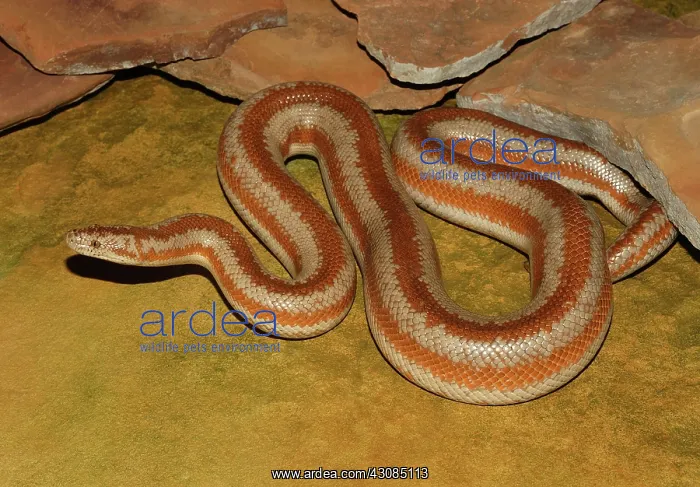 : Rosy Boa (Charina trivirgata) : Rosy Boa (Charina trivirgata)