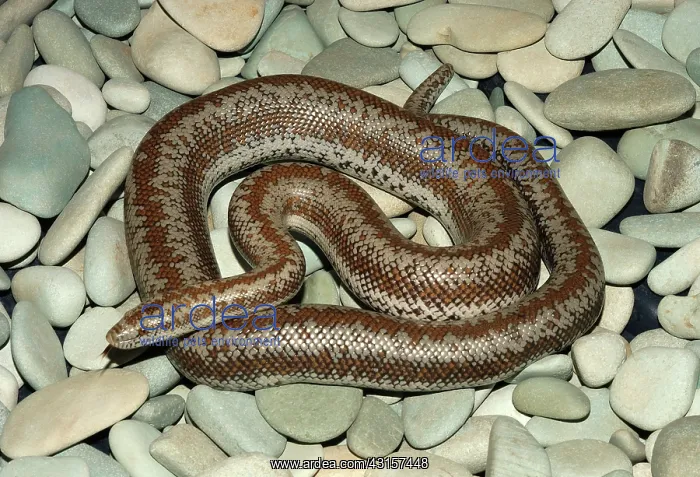: Rosy Boa (Charina trivirgata) : Rosy Boa (Charina trivirgata)