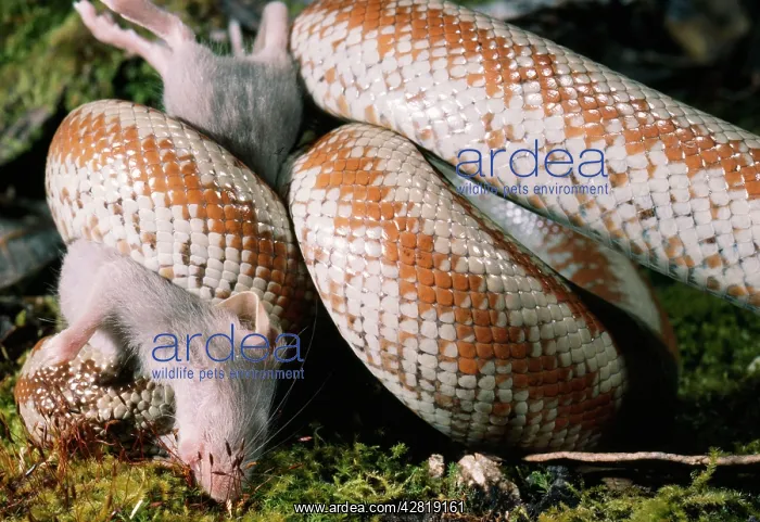 : Rosy Boa - Eating Mouse : Rosy Boa - Eating Mouse