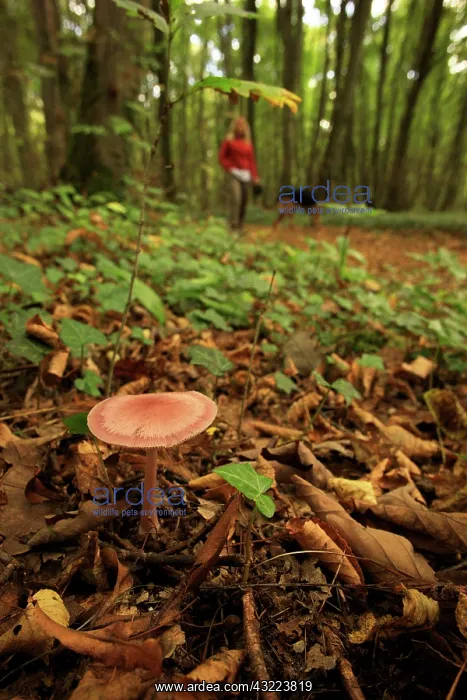 : Rosy Bonnet undergrowth and walker - Picardie France : Rosy Bonnet undergrowth and walker - Picardie France