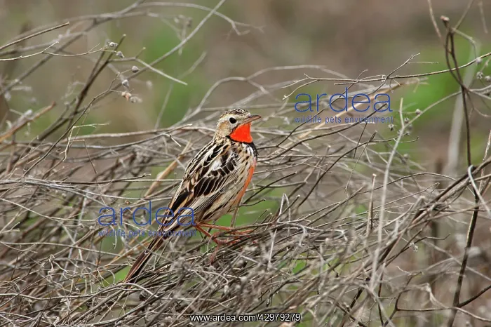: Rosy-breasted Longclaw : Rosy-breasted Longclaw