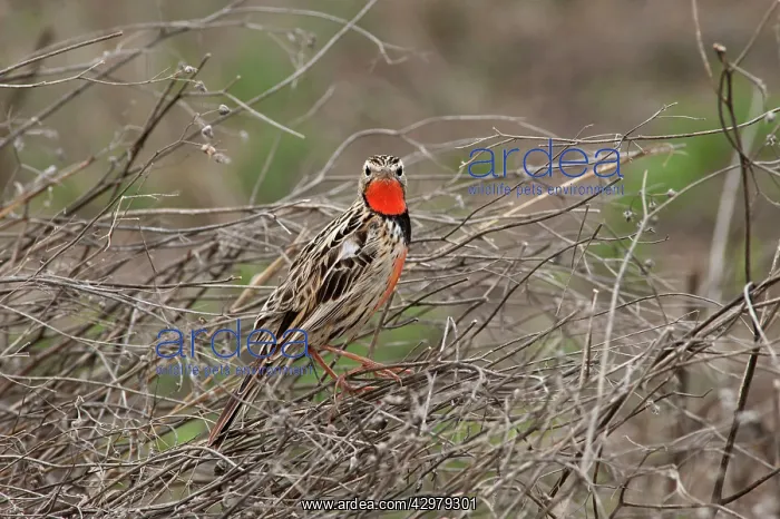 : Rosy-breasted Longclaw : Rosy-breasted Longclaw