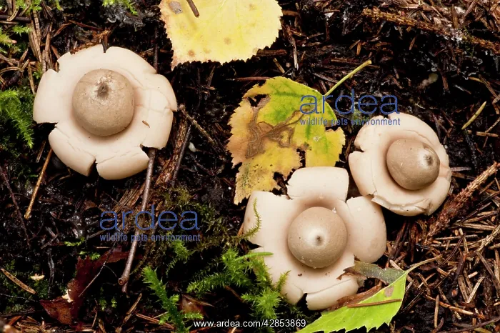  : Rosy Earthstar - on the ground in deciduous woodland