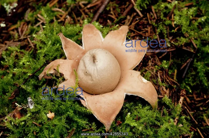 : Rosy Earthstar - on the ground in deciduous woodland : Rosy Earthstar - on the ground in deciduous woodland