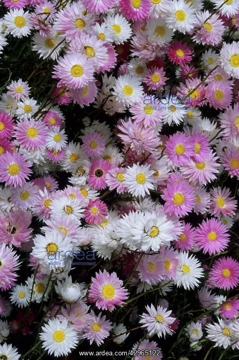 : Rosy Everlastings : Rosy Everlastings