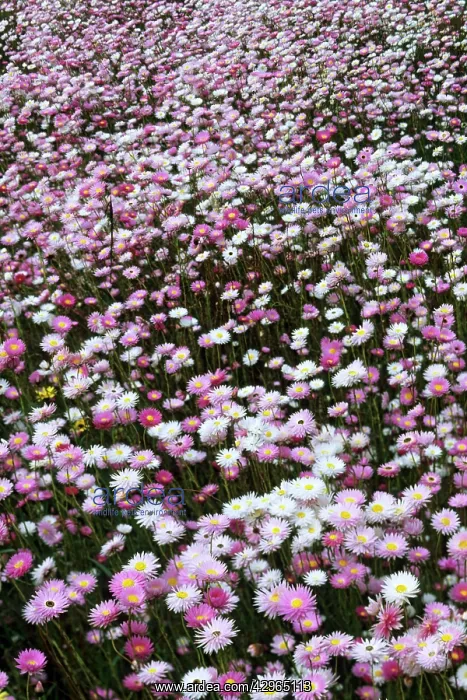 : Rosy Everlastings - Mount Barker : Rosy Everlastings - Mount Barker