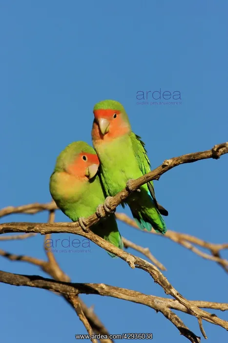 : Rosy faced Lovebird : Rosy faced Lovebird