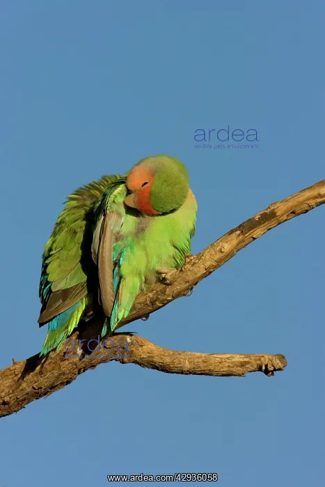 : Rosy faced Lovebird : Rosy faced Lovebird