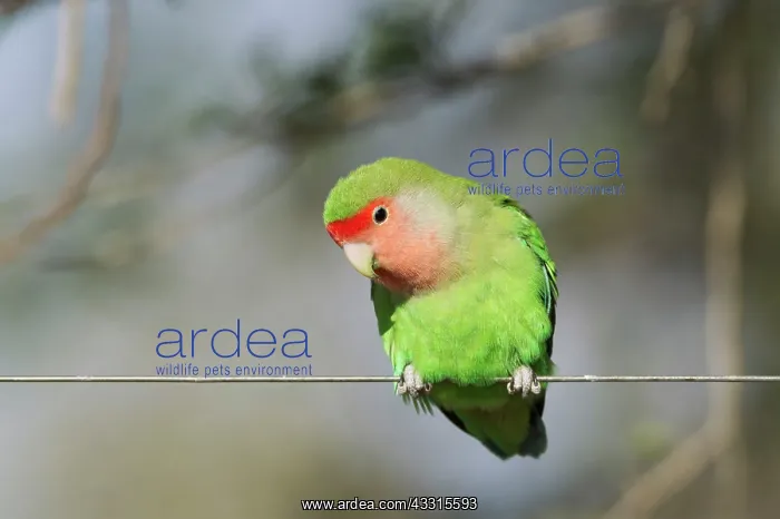  : Rosy-faced Lovebird - adult on wire fence