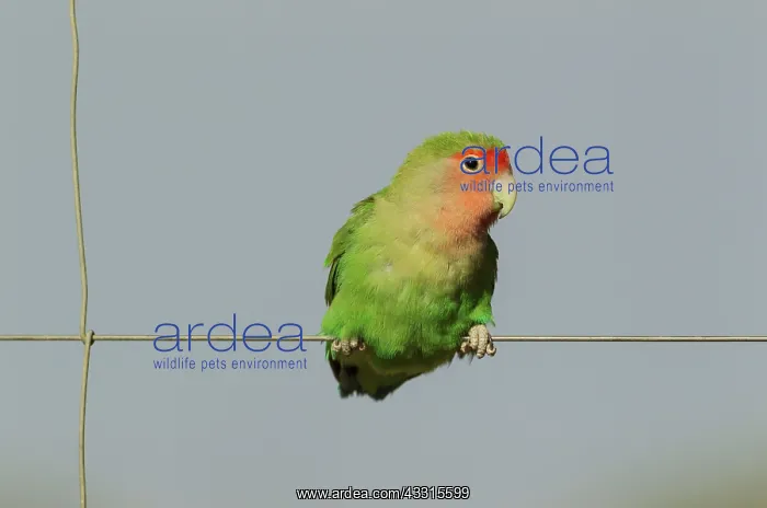 : Rosy-faced Lovebird - adult on wire fence : Rosy-faced Lovebird - adult on wire fence