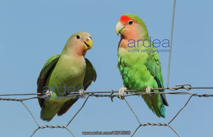 : Rosy-faced Lovebird - juvenile on the left - claiming : Rosy-faced Lovebird - juvenile on the left - claiming