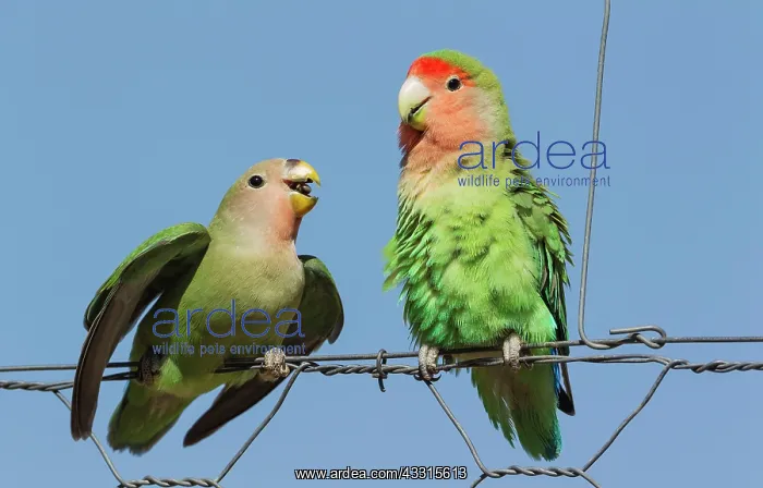 : Rosy-faced Lovebird - juvenile on the left - claiming : Rosy-faced Lovebird - juvenile on the left - claiming