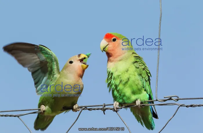 : Rosy-faced Lovebird - juvenile on the left - claiming : Rosy-faced Lovebird - juvenile on the left - claiming