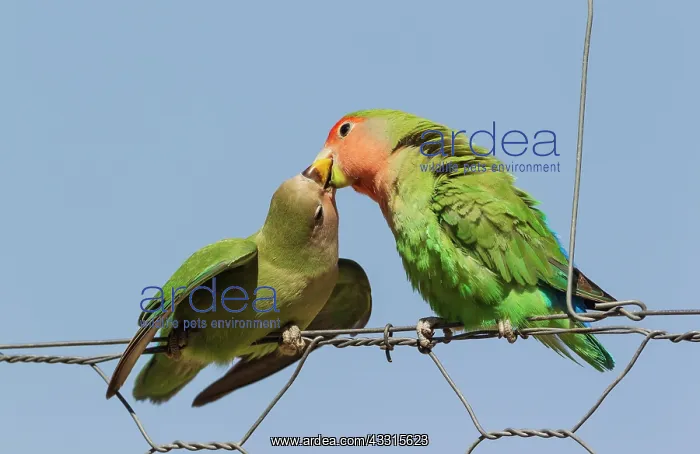 : Rosy-faced Lovebird - juvenile on the left - claiming : Rosy-faced Lovebird - juvenile on the left - claiming