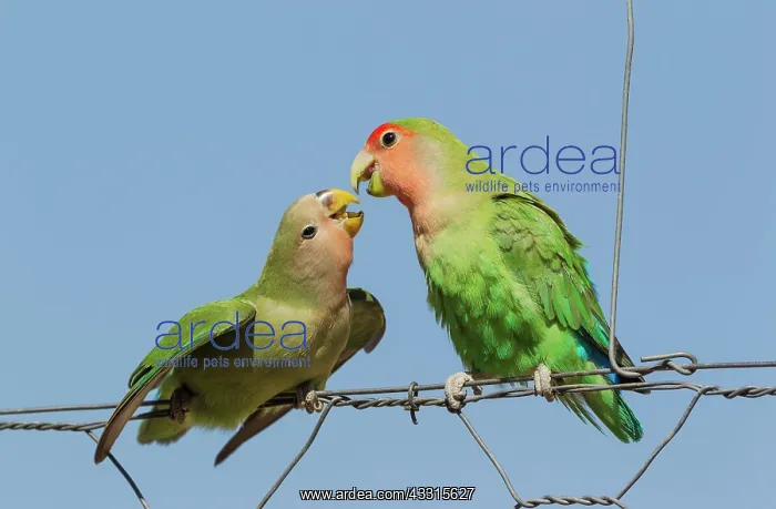 : Rosy-faced Lovebird - juvenile on the left - claiming : Rosy-faced Lovebird - juvenile on the left - claiming