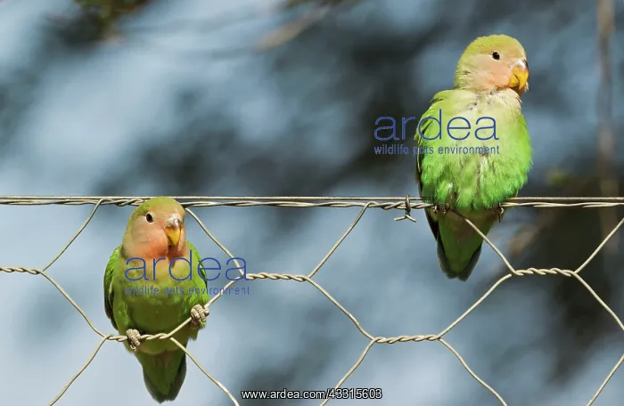 : Rosy-faced Lovebird - two juveniles on wire fence : Rosy-faced Lovebird - two juveniles on wire fence