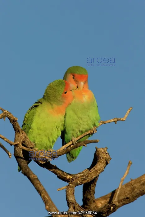 : Rosy faced Lovebird - pair preening each other : Rosy faced Lovebird - pair preening each other