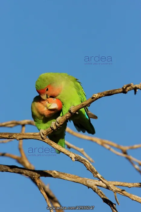 : Rosy faced Lovebird - pair preening each other : Rosy faced Lovebird - pair preening each other