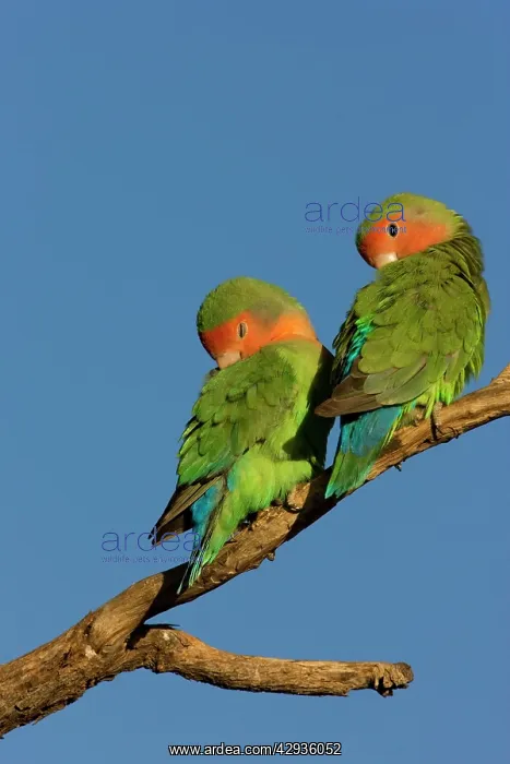 : Rosy faced Lovebird - pair preening each other : Rosy faced Lovebird - pair preening each other