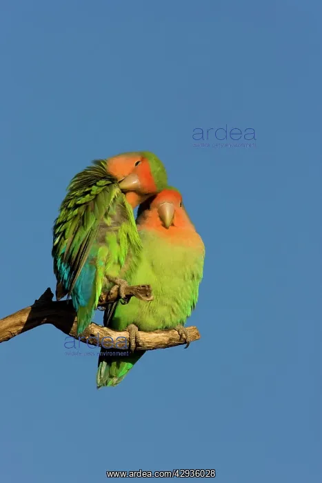 : Rosy faced Lovebird - portrait of pair : Rosy faced Lovebird - portrait of pair