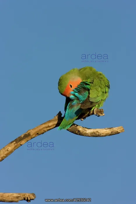 : Rosy faced Lovebird - preening : Rosy faced Lovebird - preening