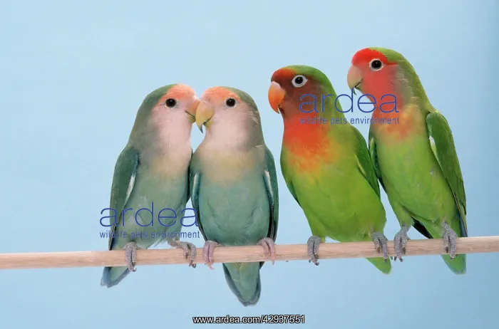 : Rosy-faced / Peach-faced Lovebirds : Rosy-faced / Peach-faced Lovebirds