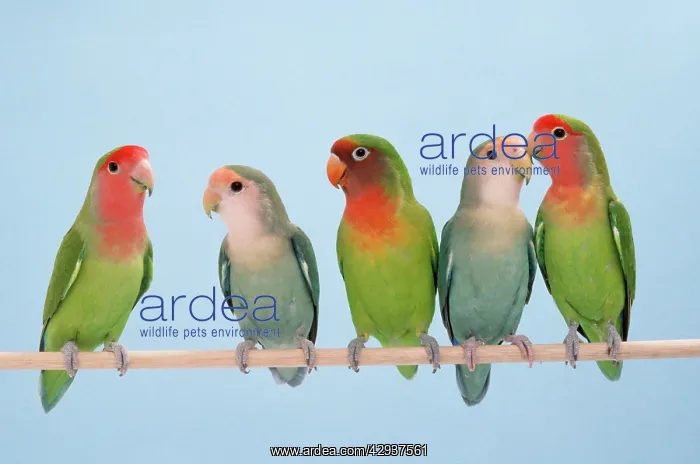 : Rosy-faced / Peach-faced Lovebirds : Rosy-faced / Peach-faced Lovebirds