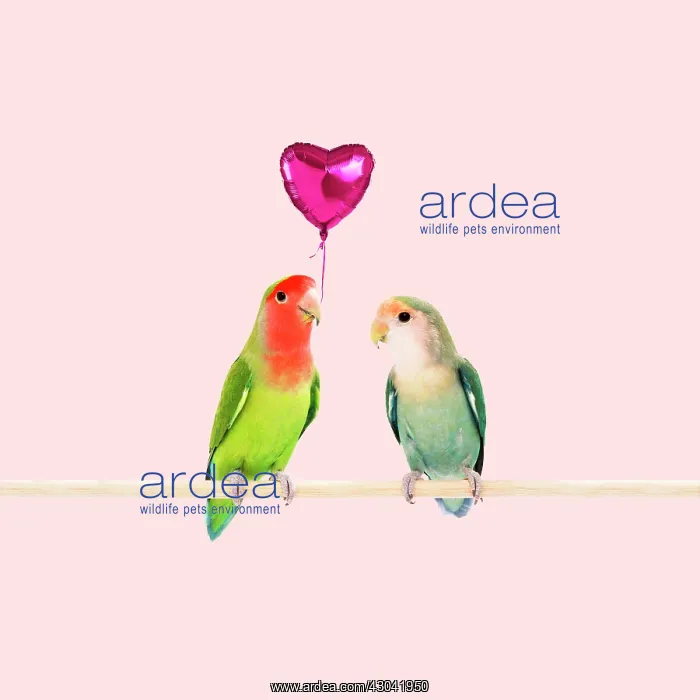 : Rosy-faced / Peach-faced Lovebirds one holding : Rosy-faced / Peach-faced Lovebirds one holding