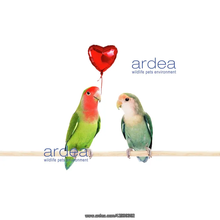 : Rosy-faced / Peach-faced Lovebirds one holding heart-shaped : Rosy-faced / Peach-faced Lovebirds one holding heart-shaped