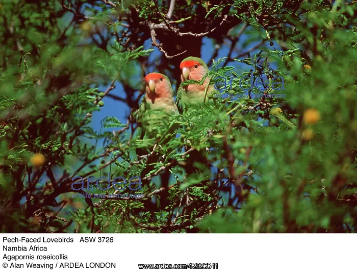 : Rosy-faced / Peach-faced / Pastel LOVEBIRD - two in tree : Rosy-faced / Peach-faced / Pastel LOVEBIRD - two in tree