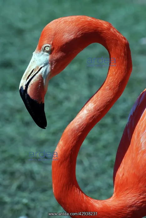 : Rosy Flamingo : Rosy Flamingo
