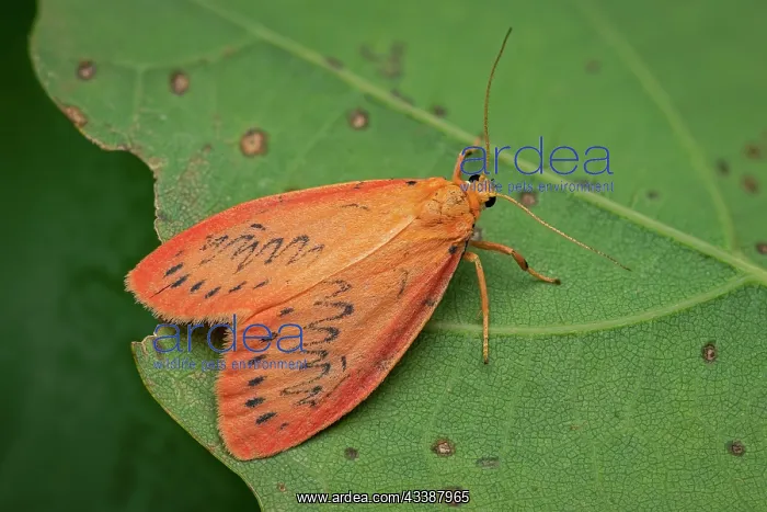 : Rosy Footman Moth (Miltochrista miniata) Erebida : Rosy Footman Moth (Miltochrista miniata) Erebida