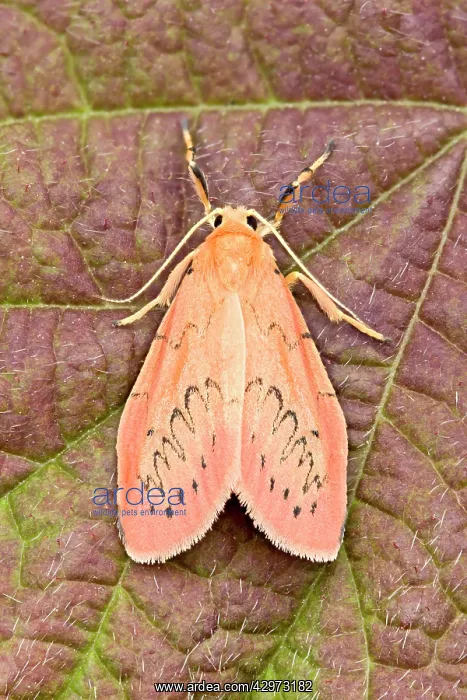 : Rosy Footman Moth at rest : Rosy Footman Moth at rest