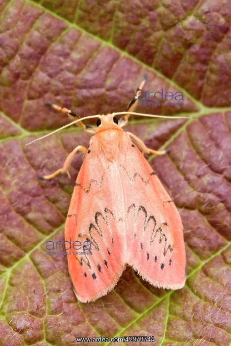 : Rosy Footman Moth at rest : Rosy Footman Moth at rest
