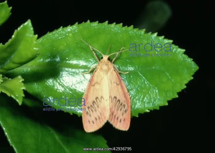 : Rosy Footman MOTH - resting on leaf : Rosy Footman MOTH - resting on leaf