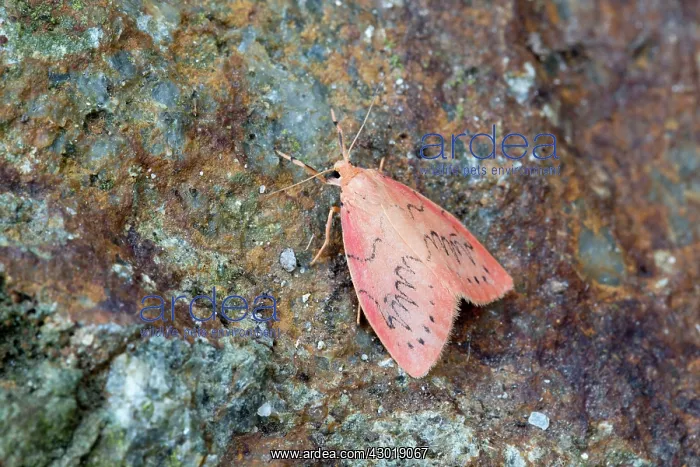 : Rosy Footman Moth in summer : Rosy Footman Moth in summer