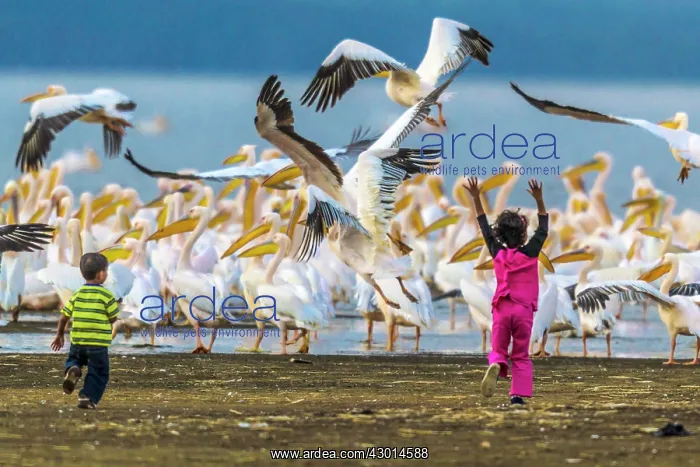 : Rosy / Great / Eastern White Pelican with : Rosy / Great / Eastern White Pelican with