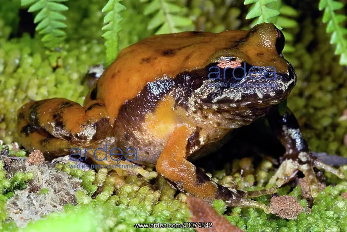 : Rosy Ground Frog : Rosy Ground Frog