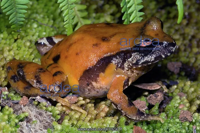 : Rosy Ground Frog : Rosy Ground Frog