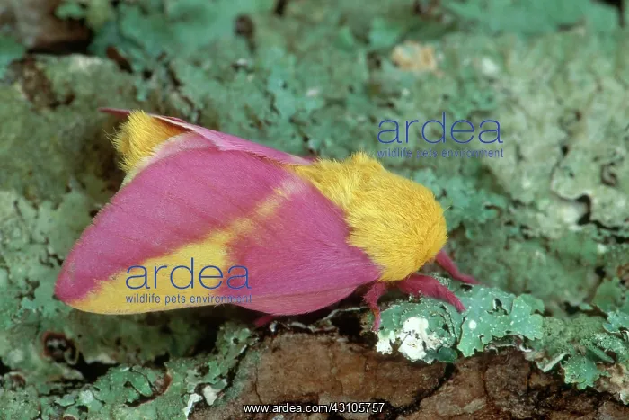 : Rosy Maple Moth : Rosy Maple Moth