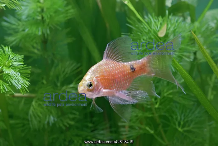 : Rosy Neon Barb - turning by weeds : Rosy Neon Barb - turning by weeds
