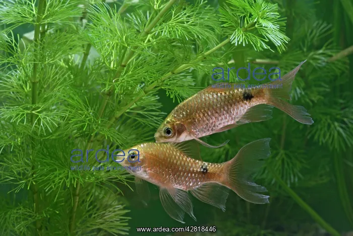 : Rosy Neon Barb - two side view by weeds : Rosy Neon Barb - two side view by weeds