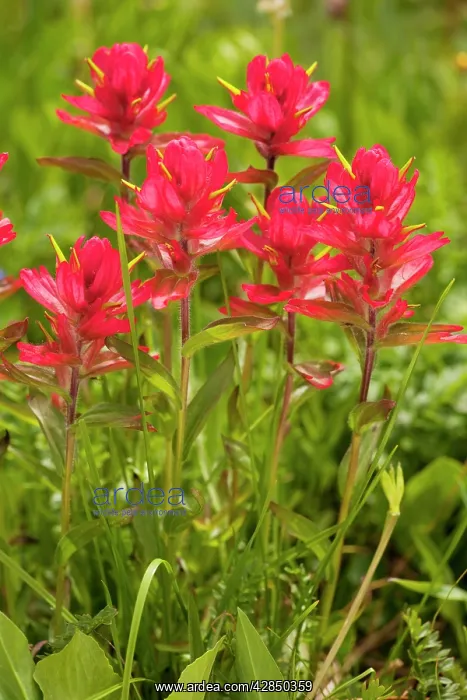 : Rosy Paintbrush - in flower Rustler's Gulch : Rosy Paintbrush - in flower Rustler's Gulch