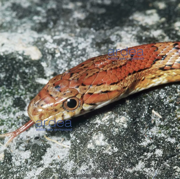 : ROSY RAT SNAKE - close up of head : ROSY RAT SNAKE - close up of head