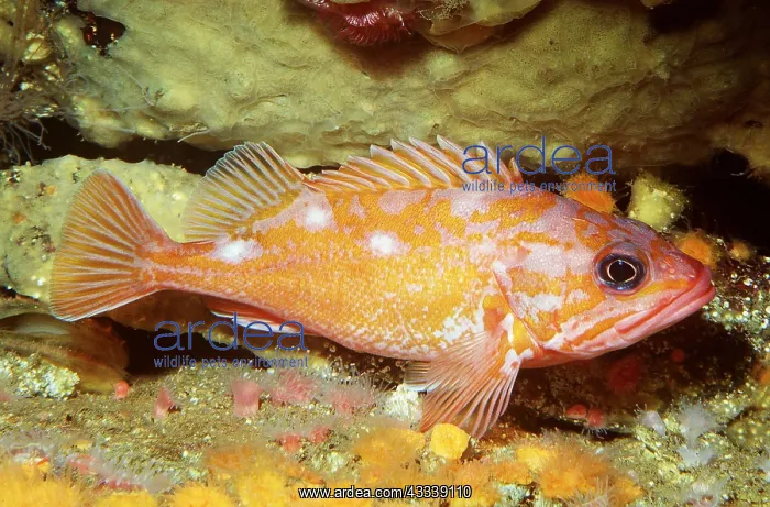 : ROSY ROCKFISH - NEAR SEA FLOOR : ROSY ROCKFISH - NEAR SEA FLOOR