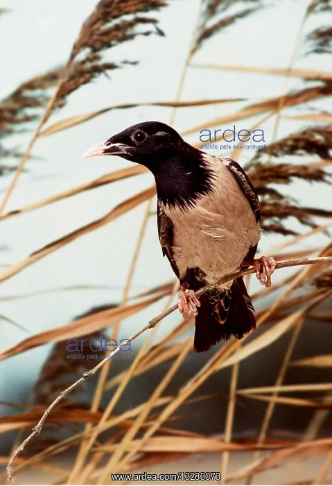 : Rosy / Rose-coloured starling : Rosy / Rose-coloured starling